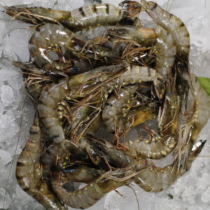 Tiger Prawn (Small)